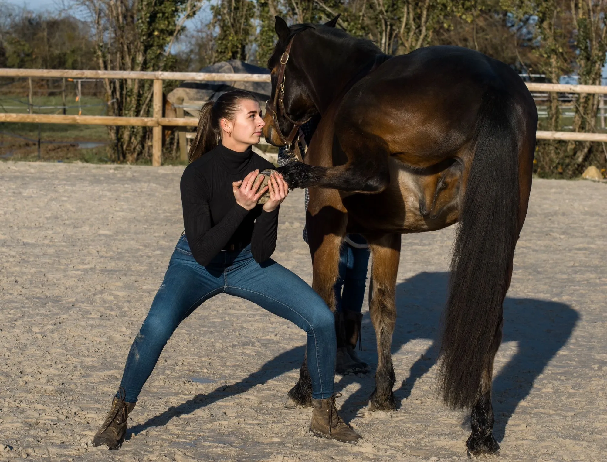 Étirement du postérieur d'un cheval lors d'une séance d'ostéopathie en carrière